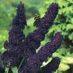 Spring Hill Nurseries 4 in. Pot Black Knight Butterfly Bush (Buddleia), Purple Flowering Perennial Live Deciduous Plant (1-Pack)