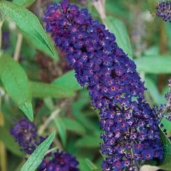 Spring Hill Nurseries 4 in. Pot Black Knight Butterfly Bush (Buddleia), Purple Flowering Perennial Live Deciduous Plant (1-Pack) 5 Spring Hill Nurseries 4 in. Pot Black Knight Butterfly Bush (Buddleia), Purple Flowering Perennial Live Deciduous Plant (1-Pack) -Spring Hill Nurseries Shop spring hill nurseries bushes 75153 c3 1000