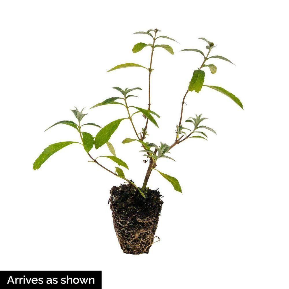 Spring Hill Nurseries 4 in. Pot Black Knight Butterfly Bush (Buddleia), Purple Flowering Perennial Live Deciduous Plant (1-Pack) 2 Spring Hill Nurseries 4 in. Pot Black Knight Butterfly Bush (Buddleia), Purple Flowering Perennial Live Deciduous Plant (1-Pack) - Image 2