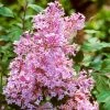 Spring Hill Nurseries 2.50 Qt. Pot Josee Reblooming Lilac (Syringa), Flowering Shrub Pink Live Deciduous Plant (1-Pack)