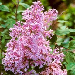 Spring Hill Nurseries 2.50 Qt. Pot Josee Reblooming Lilac (Syringa), Flowering Shrub Pink Live Deciduous Plant (1-Pack)