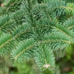 Spring Hill Nurseries 2.50 Qt. Pot Norway Spruce (Picea) Green Needled Foliage Live Evergreen Tree (1-Pack) -Spring Hill Nurseries Shop spring hill nurseries bushes 77102 1f 1000