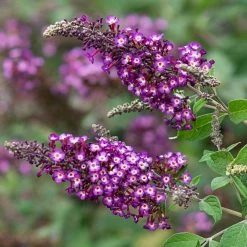 Spring Hill Nurseries 4 in. Pot Polka Dot Butterfly Bush (Buddleia) Live Deciduous Plant -Spring Hill Nurseries Shop spring hill nurseries bushes 77200 1f 1000