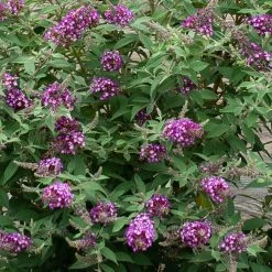 Spring Hill Nurseries Shop 15 Spring Hill Nurseries 4 in. Pot Polka Dot Butterfly Bush (Buddleia) Live Deciduous Plant