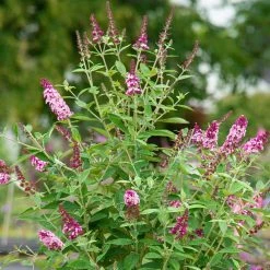Spring Hill Nurseries 4 in. Pot Perfect Pyramid Pink Flowering Butterfly Bush Live Deciduous Plant