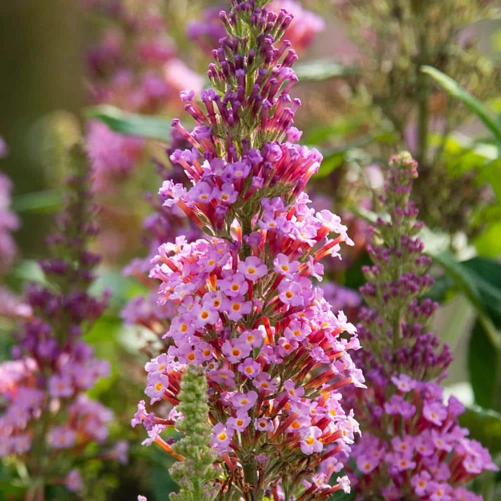 Spring Hill Nurseries 4 in. Pot Le Petit Pink Flowering Butterfly Bush (Buddleia) Live Deciduous Plant 1 Spring Hill Nurseries 4 in. Pot Le Petit Pink Flowering Butterfly Bush (Buddleia) Live Deciduous Plant