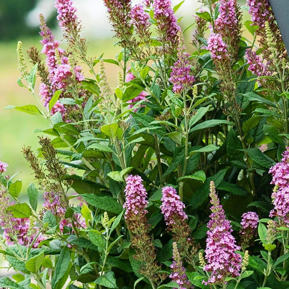 Spring Hill Nurseries 4 in. Pot Le Petit Pink Flowering Butterfly Bush (Buddleia) Live Deciduous Plant 3 Spring Hill Nurseries 4 in. Pot Le Petit Pink Flowering Butterfly Bush (Buddleia) Live Deciduous Plant - Image 3