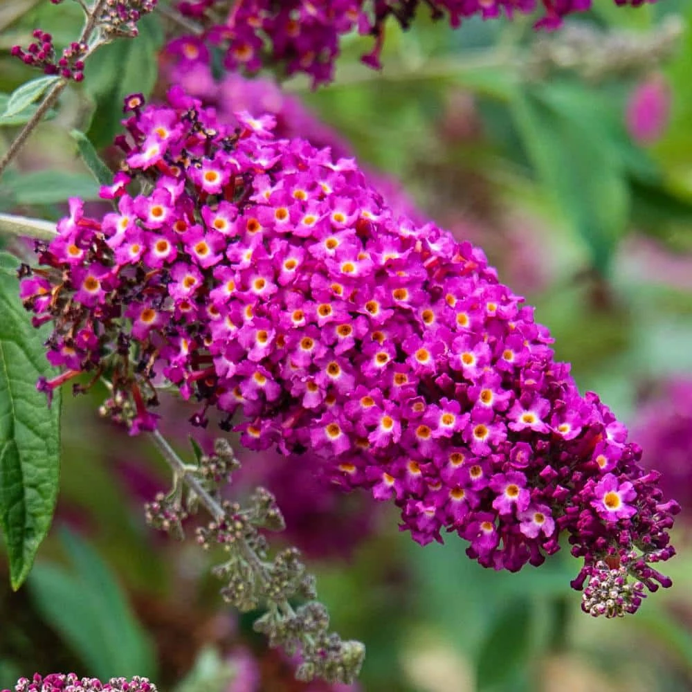 Spring Hill Nurseries 4 in. Pot Magenta Darling Butterfly Bush (Buddleia) Live Deciduous Plant 1 Spring Hill Nurseries 4 in. Pot Magenta Darling Butterfly Bush (Buddleia) Live Deciduous Plant