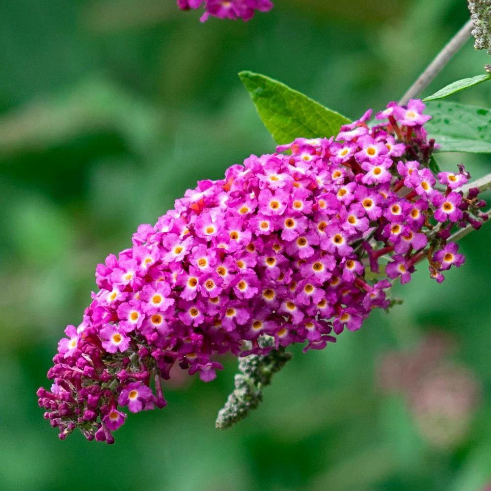 Spring Hill Nurseries 4 in. Pot Magenta Darling Butterfly Bush (Buddleia) Live Deciduous Plant 3 Spring Hill Nurseries 4 in. Pot Magenta Darling Butterfly Bush (Buddleia) Live Deciduous Plant - Image 3