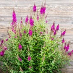 Spring Hill Nurseries 4 in. Pot Color Crush Butterfly Bush (Buddleia) Live Deciduous Flowering Shrub (1-Pack) -Spring Hill Nurseries Shop spring hill nurseries bushes 77302 c3 1000