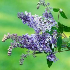 Spring Hill Nurseries 4 in. Pot Summer of Love Butterfly Bush (Buddleia) Live Decidous Flowering Shrub (1-Pack) -Spring Hill Nurseries Shop spring hill nurseries bushes 77303 4f 1000