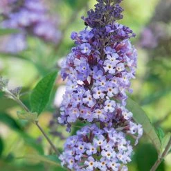 Spring Hill Nurseries 4 in. Pot Summer of Love Butterfly Bush (Buddleia) Live Decidous Flowering Shrub (1-Pack)