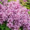 Spring Hill Nurseries 4 in. Pot Be Right Back Lilac (Syringa), Live Deciduous Potted Plant, Pink Flowering Shrub (1-Pack)