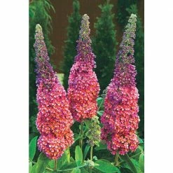 Spring Hill Nurseries Shop 33 Spring Hill Nurseries 4 In. Pot Rainbow Butterfly Bush (Buddleia) Multicolor Flowering Perennial Plant (1-Pack)