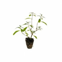 Spring Hill Nurseries Shop -Spring Hill Nurseries Shop spring hill nurseries bushes 79954 e1 1000