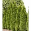 Spring Hill Nurseries 2.25 Gal. Pot Emerald Green Arborvitae (Thuja), Live Evergreen Shrub (1-Pack)