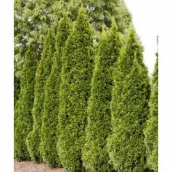 Spring Hill Nurseries 2.25 Gal. Pot Emerald Green Arborvitae (Thuja), Live Evergreen Shrub (1-Pack)