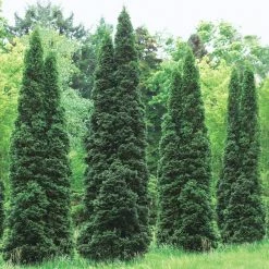 Spring Hill Nurseries 2.25 Gal. Pot Emerald Green Arborvitae (Thuja), Live Evergreen Shrub (1-Pack) -Spring Hill Nurseries Shop spring hill nurseries bushes 82269 c3 1000