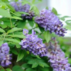 Spring Hill Nurseries Amethyst Falls Wisteria, Live Bareroot Vining Plant, Flowers Purple (1-Pack)