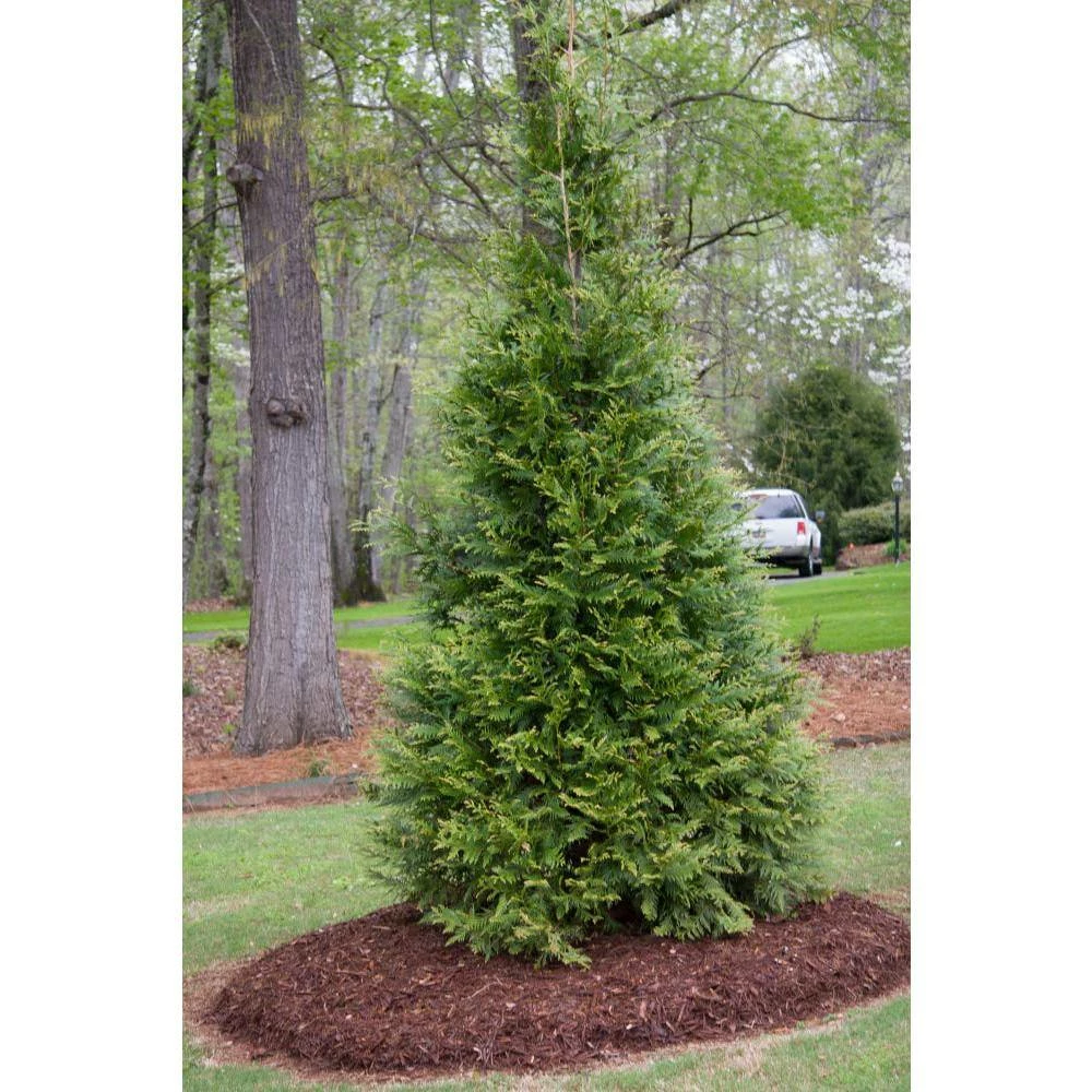 Spring Hill Nurseries 12 in. to 18 in. tall Green Giant Arborvitae (Thuja), Live Bareroot Evergreen Plant (1-Pack) 4 Spring Hill Nurseries 12 in. to 18 in. tall Green Giant Arborvitae (Thuja), Live Bareroot Evergreen Plant (1-Pack) - Image 4