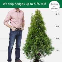 Spring Hill Nurseries 12 in. to 18 in. tall Green Giant Arborvitae (Thuja), Live Bareroot Evergreen Plant (1-Pack) 13 Spring Hill Nurseries 12 in. to 18 in. tall Green Giant Arborvitae (Thuja), Live Bareroot Evergreen Plant (1-Pack) -Spring Hill Nurseries Shop spring hill nurseries bushes 82856 76 1000