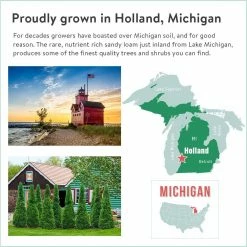 Spring Hill Nurseries 12 in. to 18 in. tall Green Giant Arborvitae (Thuja) Starter Hedge Kit, Live Bareroot Evergreen Plants (5-Pack) -Spring Hill Nurseries Shop spring hill nurseries bushes 82857 fa 1000