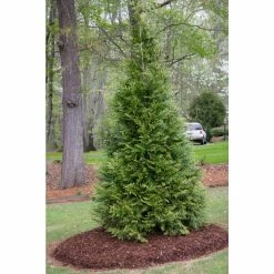 Spring Hill Nurseries 12 in. to 18 in. tall Green Giant Arborvitae (Thuja) Starter Hedge Kit, Live Bareroot Evergreen Plants (10-Pack) -Spring Hill Nurseries Shop spring hill nurseries bushes 82858 4f 1000