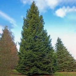 Spring Hill Nurseries 12 in. to 18 in. tall Norway Spruce (Picea), Live Bareroot Evergreen Tree (1-Pack) -Spring Hill Nurseries Shop spring hill nurseries bushes 82879 4f 1000
