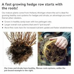 Spring Hill Nurseries 12 in. to 18 in. tall White Spruce (Picea), Live Bareroot Evergreen Tree (1-Pack) -Spring Hill Nurseries Shop spring hill nurseries bushes 82881 1f 1000