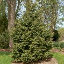 Spring Hill Nurseries 12 in. to 18 in. tall White Spruce (Picea), Live Bareroot Evergreen Tree (1-Pack) -Spring Hill Nurseries Shop spring hill nurseries bushes 82881 c3 1000