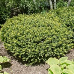Spring Hill Nurseries 1.50 Gal. Pot Densiformis Spreading Yew (Taxus), Live Evergreen Shrub (1-Pack)
