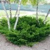 Spring Hill Nurseries 2.25 Gal. Pot Tautoni Spreading Yew (Taxus), Live Evergreen Shrub (1-Pack)