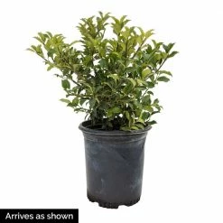 Spring Hill Nurseries 2.50 Qt. Pot Blue Prince Holly (Ilex), Live Broadleaf Evergreen Shrub (1-Pack) -Spring Hill Nurseries Shop spring hill nurseries bushes 83471 1f 1000