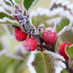 Spring Hill Nurseries 2.50 Qt. Pot Blue Prince Holly (Ilex), Live Broadleaf Evergreen Shrub (1-Pack) -Spring Hill Nurseries Shop spring hill nurseries bushes 83471 4f 1000