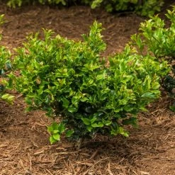Spring Hill Nurseries 2.50 Qt. Pot Blue Prince Holly (Ilex), Live Broadleaf Evergreen Shrub (1-Pack) -Spring Hill Nurseries Shop spring hill nurseries bushes 83471 c3 1000