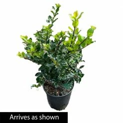 Spring Hill Nurseries 1.50 Gal. Pot Royal Duet Holly (Ilex), Live Broadleaf Evergreen Shrub (1-Pack) -Spring Hill Nurseries Shop spring hill nurseries bushes 83526 1f 1000