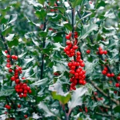 Spring Hill Nurseries 1.50 Gal. Pot Royal Duet Holly (Ilex), Live Broadleaf Evergreen Shrub (1-Pack)