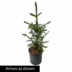 Spring Hill Nurseries 2.25 Gal. Pot White Spruce (Picea), Live Evergreen Shrub, Green Foliage (1-Pack) -Spring Hill Nurseries Shop spring hill nurseries bushes 83530 c3 1000