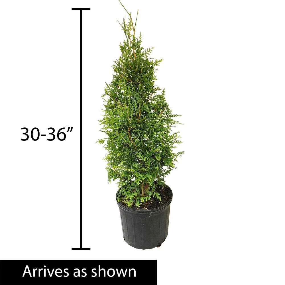 Spring Hill Nurseries 2.25 Gal. Pot Green Giant Arborvitae (Thuja), Live Evergreen Shrub (1-Pack) 2 Spring Hill Nurseries 2.25 Gal. Pot Green Giant Arborvitae (Thuja), Live Evergreen Shrub (1-Pack) - Image 2