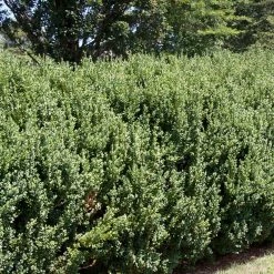 Spring Hill Nurseries 2.25 Gal. Pot Green Mountain Boxwood (Buxus), Live Broadleaf Evergreen Shrub (1-Pack)
