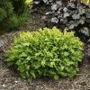 Spring Hill Nurseries 2.25 Gal. Pot Green Velvet Boxwood (Buxus), Live Broadleaf Evergreen Shrub (1-Pack)