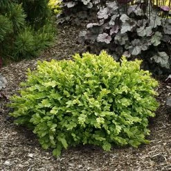 Spring Hill Nurseries 2.25 Gal. Pot Green Velvet Boxwood (Buxus), Live Broadleaf Evergreen Shrub (1-Pack)