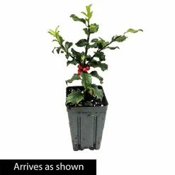 Spring Hill Nurseries 4 in. Pot Blue Princess Holly (Ilex), Live Broadleaf Evergreen Shrub (1-Pack) -Spring Hill Nurseries Shop spring hill nurseries bushes 83537 4f 1000