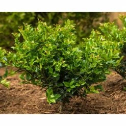 Spring Hill Nurseries 2.50 Qt. Pot Blue Princess Holly (Ilex), Live Broadleaf Evergreen Shrub (1-Pack) -Spring Hill Nurseries Shop spring hill nurseries bushes 83546 4f 1000