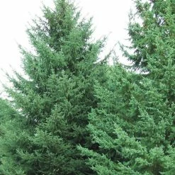 Spring Hill Nurseries 2.50 Qt. Pot Black Hills Spruce (Picea), Live Evergreen Shrub (1-Pack)
