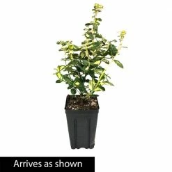 Spring Hill Nurseries 4 in. Pot, Moonshadow Euonymus, Live Potted Broadleaf Evergreen Groundcover Shrub (1-Pack) -Spring Hill Nurseries Shop spring hill nurseries bushes 87480 4f 1000