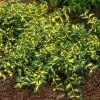 Spring Hill Nurseries 4 in. Pot, Moonshadow Euonymus, Live Potted Broadleaf Evergreen Groundcover Shrub (1-Pack)
