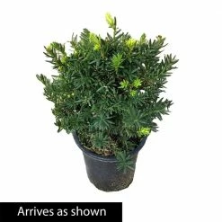 Spring Hill Nurseries 2.50 Qt. Pot Dark Green Spreader Yew (Taxus) Live Potted Evergreen Plant (1-Pack) -Spring Hill Nurseries Shop spring hill nurseries bushes 87508 4f 1000