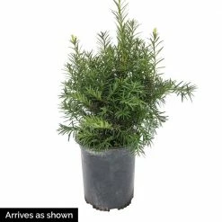 Spring Hill Nurseries 2.50 Qt. Pot Dark Green Spreader Yew (Taxus) Live Potted Evergreen Plant (1-Pack) -Spring Hill Nurseries Shop spring hill nurseries bushes 87508 c3 1000
