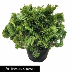 Spring Hill Nurseries 2.25 Gal. Pot, Western Red Cedar, Live Potted Evergreen Shrub (1-Pack) -Spring Hill Nurseries Shop spring hill nurseries bushes 87510 4f 1000